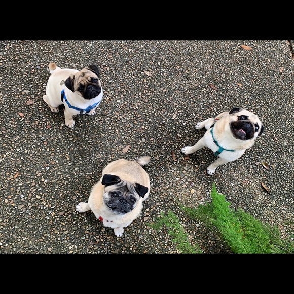 Posh Ambassador II - Welcome! - Picture 5 of 14